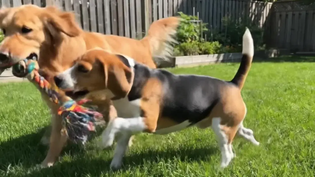 PET sample videos